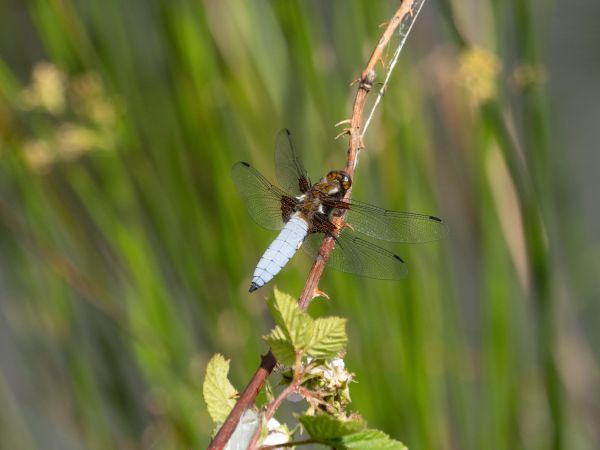ważka płaskobrzucha  - Katarzyna Matusik