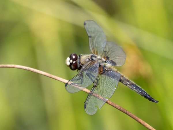 ważka czteroplama  - Katarzyna Matusik