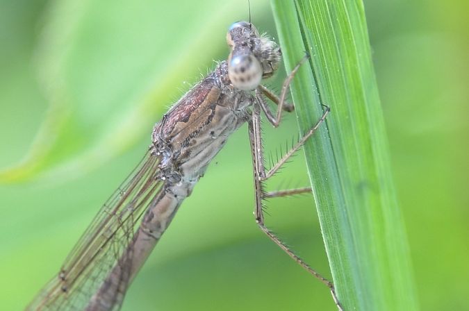 Sibirische Winterlibelle  - Daniel Stasiowski