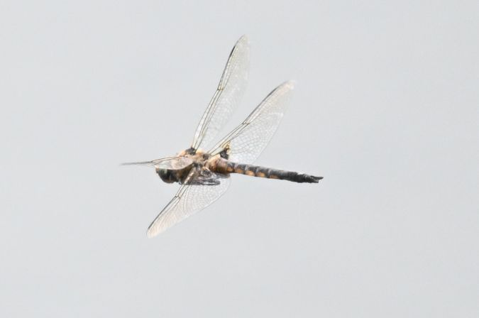 przeniela dwuplama  - Daniel Stasiowski