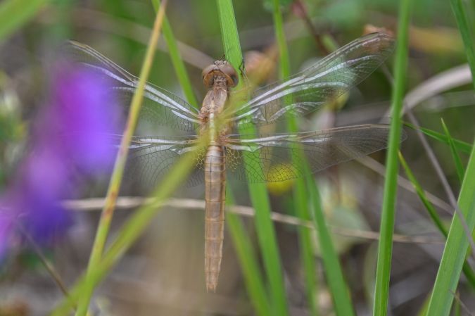 szafranka czerwona  - Daniel Stasiowski