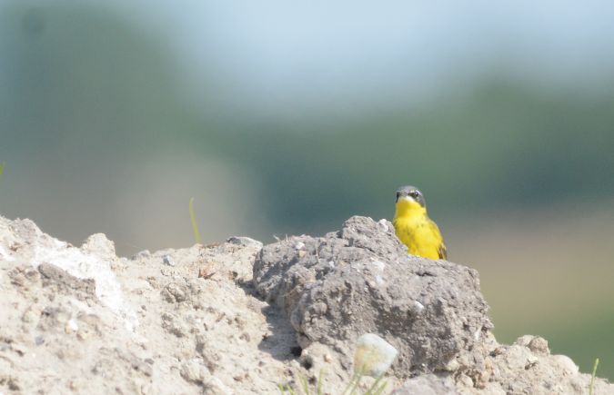 Bergeronnette nordique (ssp. thunbergi)  - Michał Słowikowski