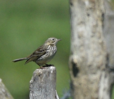 Pipit farlouse  - Hanna Żelichowska