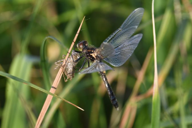 zalotka spłaszczona 