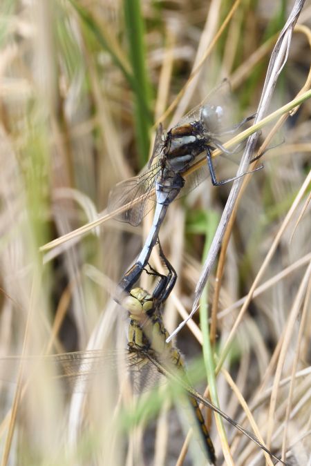 lecicha białoznaczna 