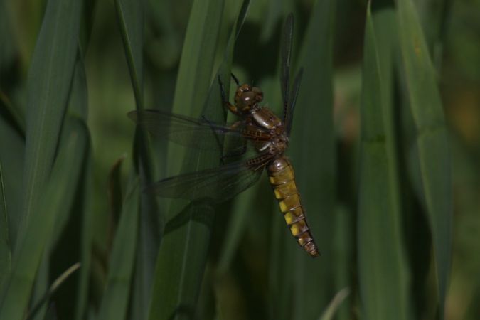 Plattbauch  - Mariusz Zub
