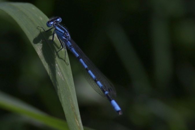 nimfa stawowa  - Mariusz Zub