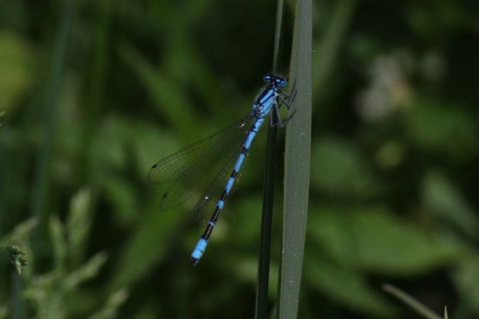 nimfa stawowa  - Mariusz Zub