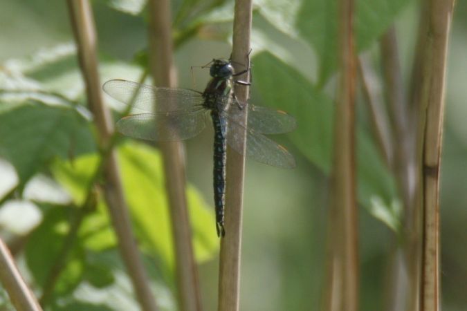 żagniczka wiosenna  - Mariusz Zub