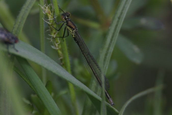 oczobarwnica większa  - Mariusz Zub