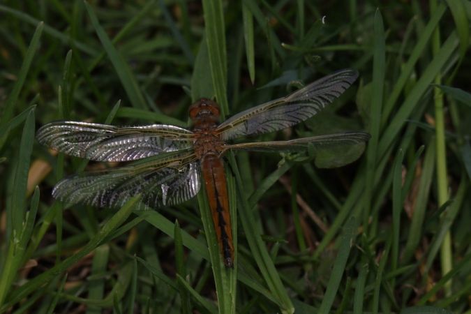 ważka ruda  - Mariusz Zub