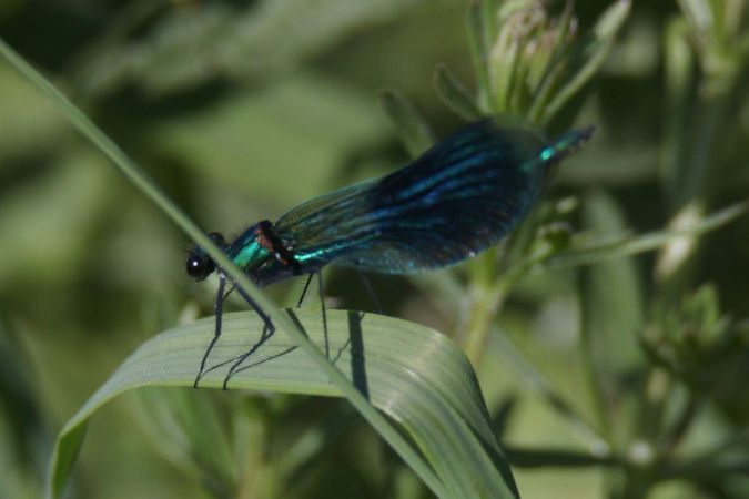 świtezianka błyszcząca  - Mariusz Zub