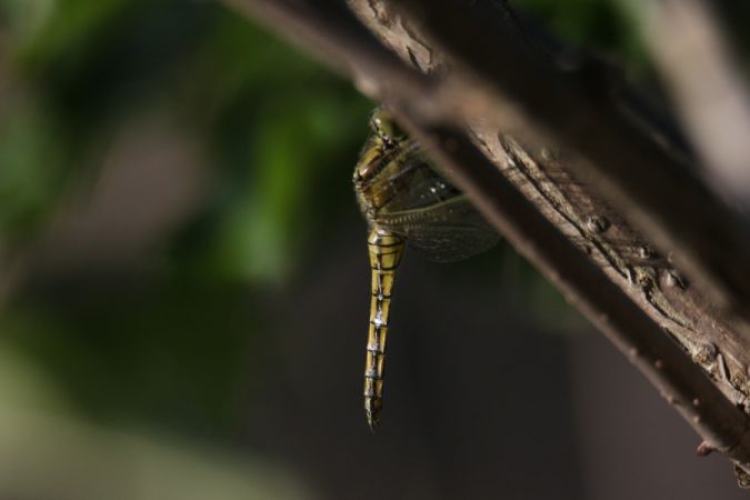 lecicha pospolita  - Mariusz Zub