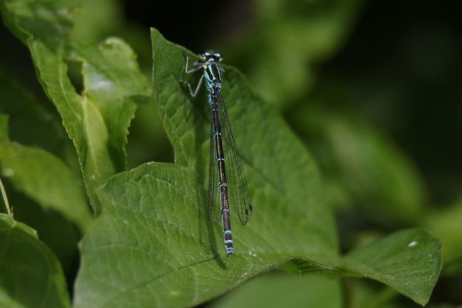 łątka dzieweczka  - Mariusz Zub