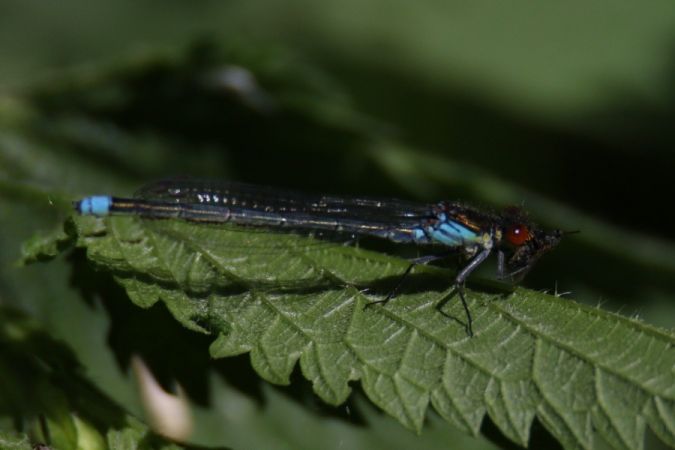 oczobarwnica większa  - Mariusz Zub
