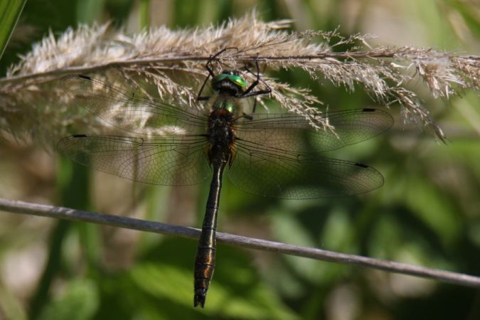 szklarka zielona  - Mariusz Zub
