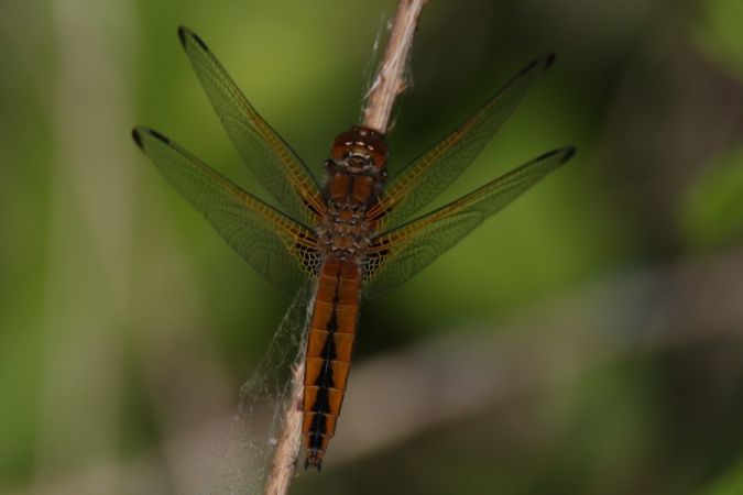 ważka ruda  - Mariusz Zub