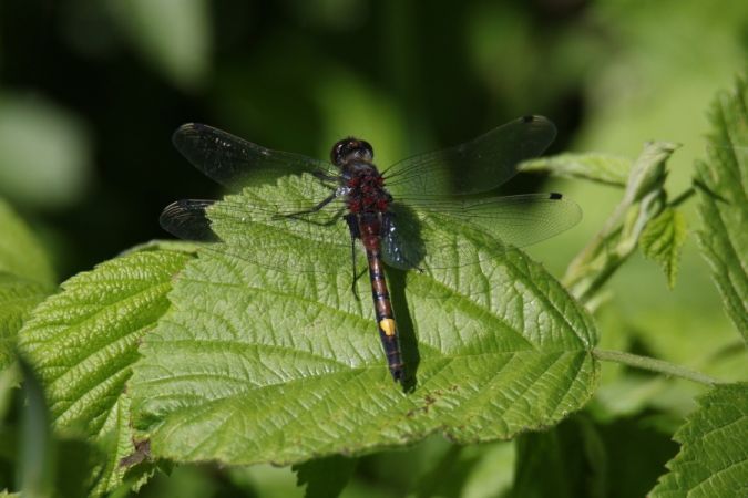 zalotka większa  - Mariusz Zub