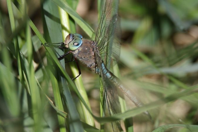 husarz ciemny  - Mariusz Zub