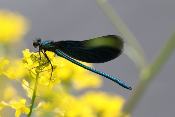 świtezianka dziewica  - Mariusz Zub