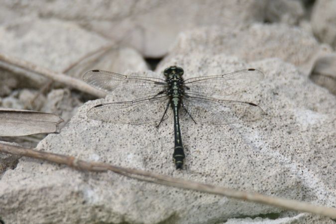gadziogłówka pospolita  - Mariusz Zub