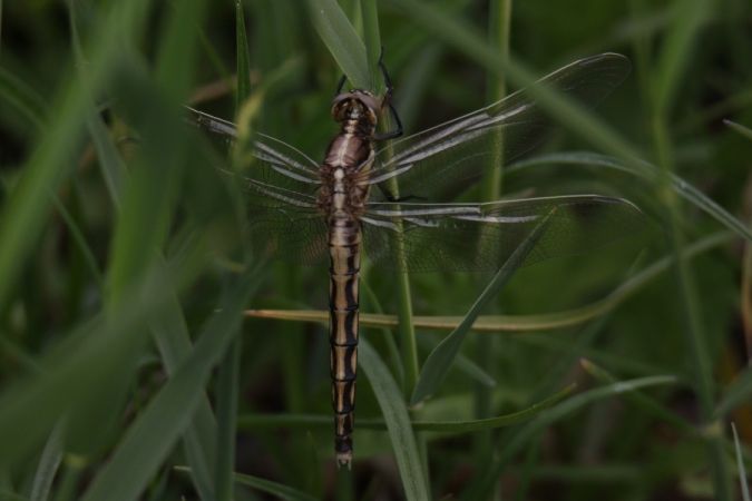 lecicha białoznaczna  - Mariusz Zub