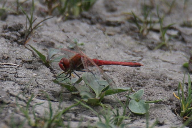 szablak wędrowny  - Mariusz Zub