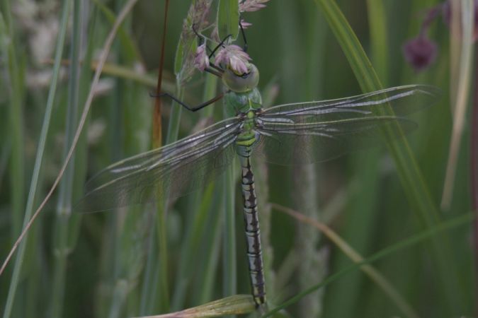 husarz władca  - Mariusz Zub