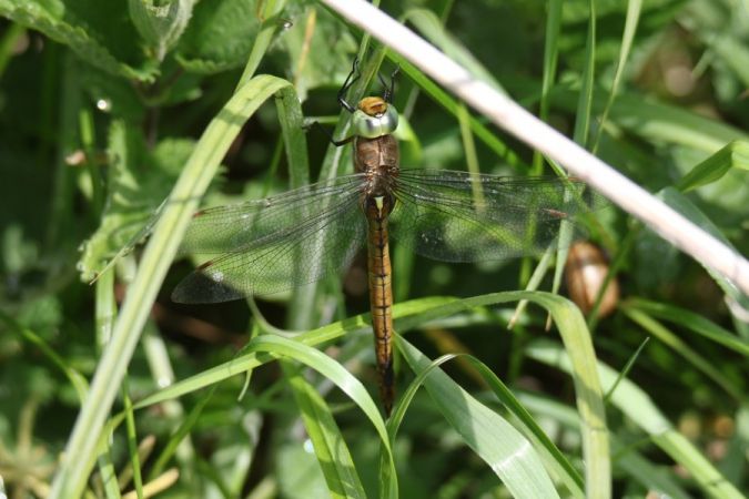żagiew ruda  - Mariusz Zub