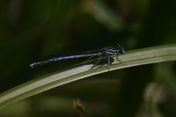 pióronóg zwykły  - Mariusz Zub