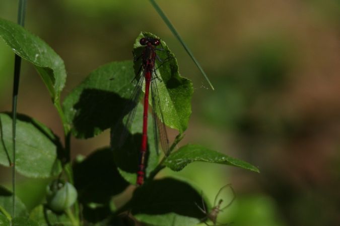 łunica czerwona  - Mariusz Zub