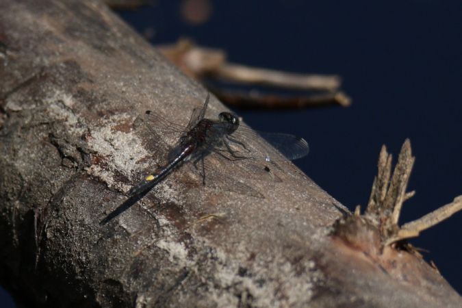 zalotka większa  - Mariusz Zub