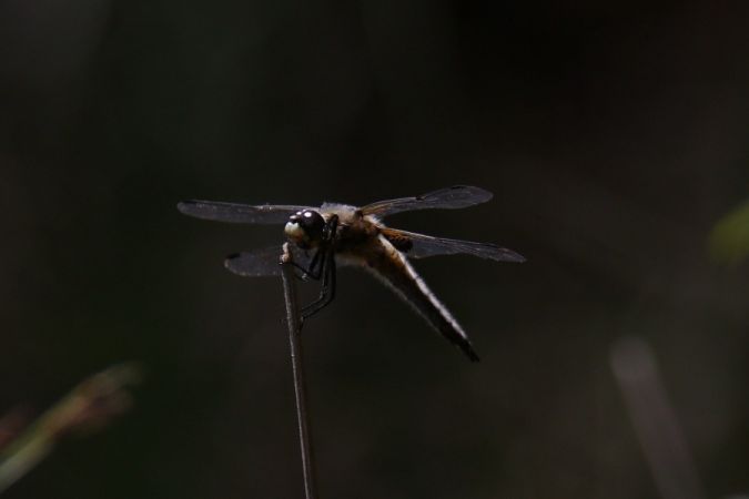 ważka czteroplama  - Mariusz Zub