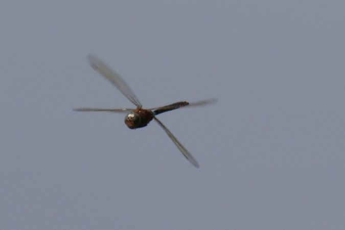 husarz ciemny  - Mariusz Zub