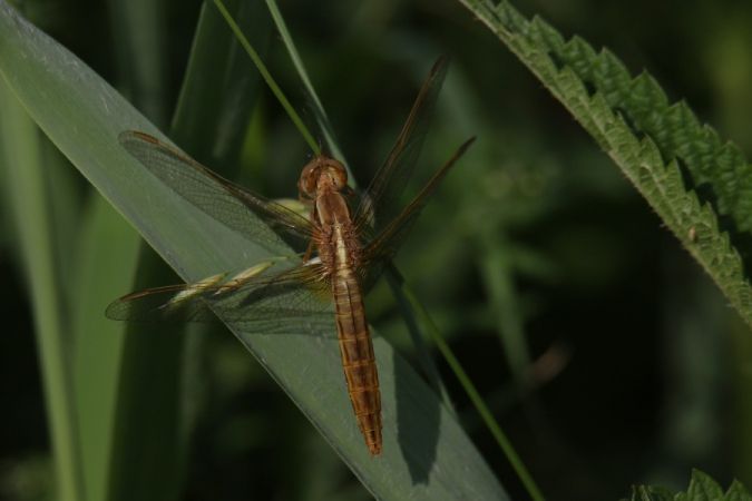 szafranka czerwona  - Mariusz Zub