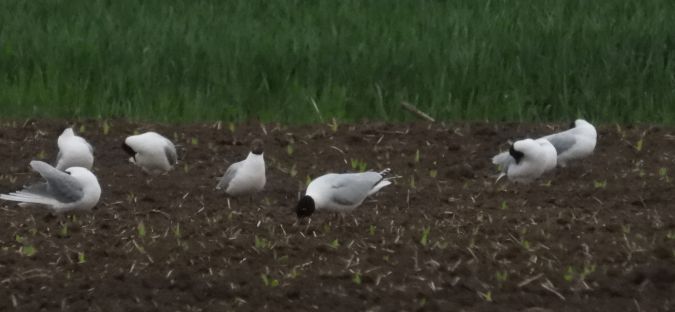 Mouette mélanocéphale 