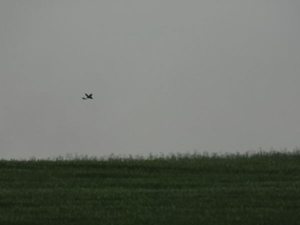 Hibou des marais 