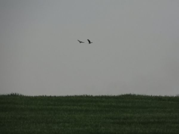 Hibou des marais 