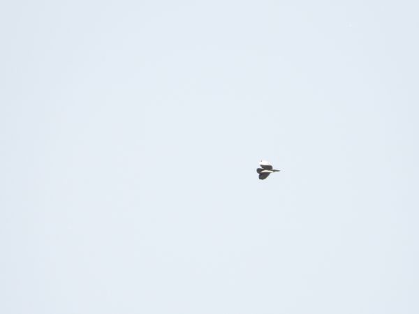 Hibou des marais 