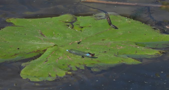 oczobarwnica większa 