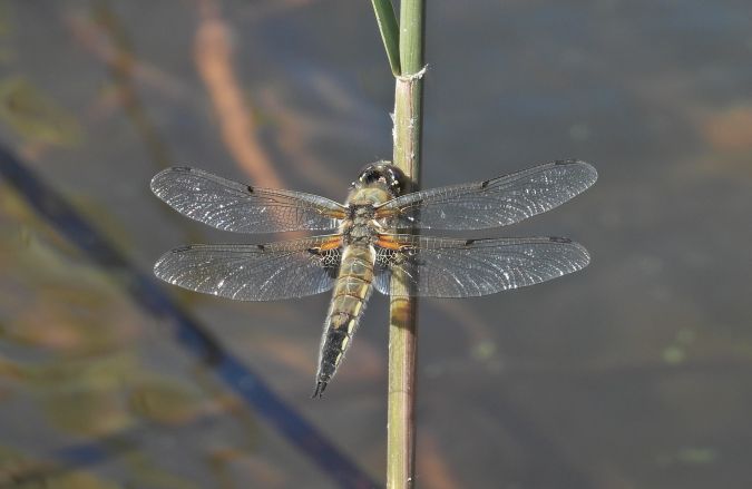 ważka płaskobrzucha 