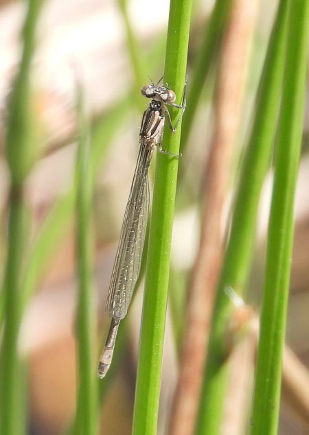 Gemeine Winterlibelle 