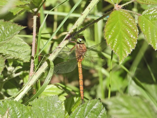 Keilfleck-Mosaikjungfer 