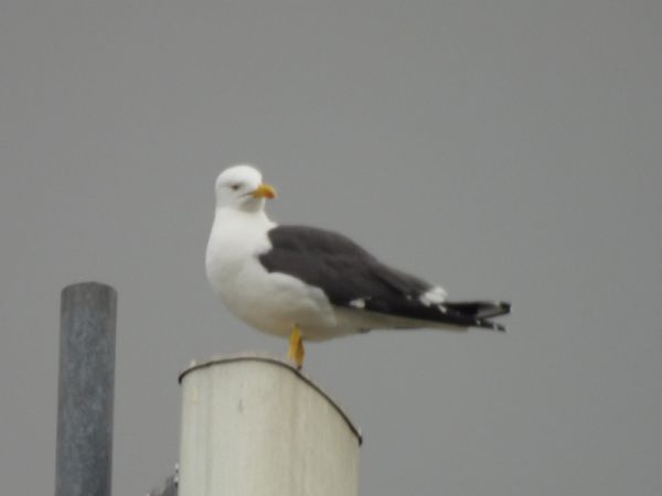 Lesser Black-backed Gull 