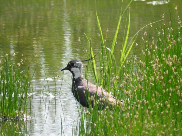 Northern Lapwing  - Patryk Ptak