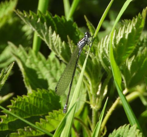 łątka wczesna  - Wojciech Łapiński
