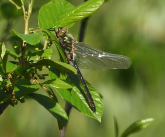 szklarka zielona  - Wojciech Łapiński