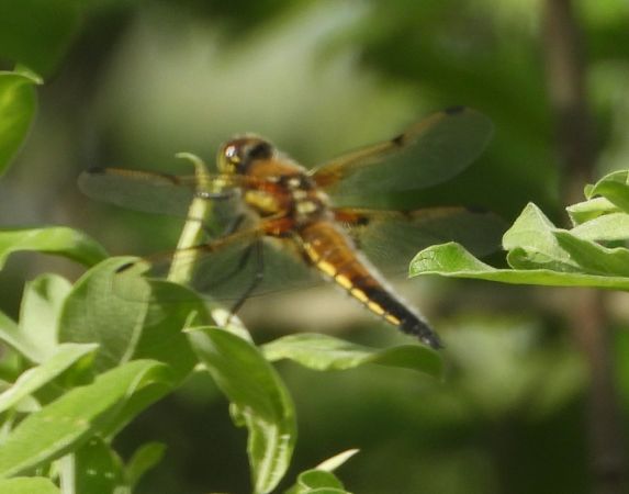 ważka czteroplama  - Wojciech Łapiński