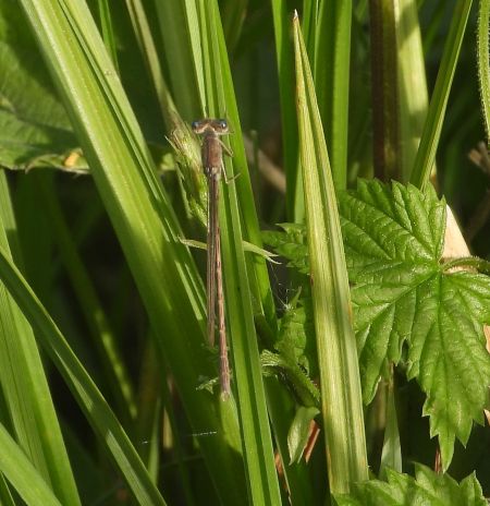 straszka pospolita  - Wojciech Łapiński