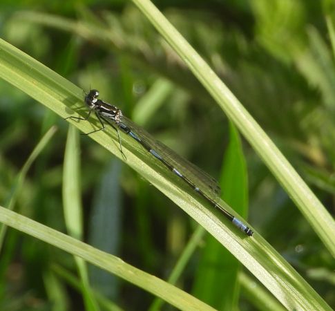 łątka wczesna  - Wojciech Łapiński